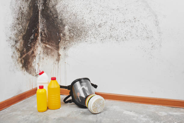 Best Mold Remediation  in Chino Hills, CA