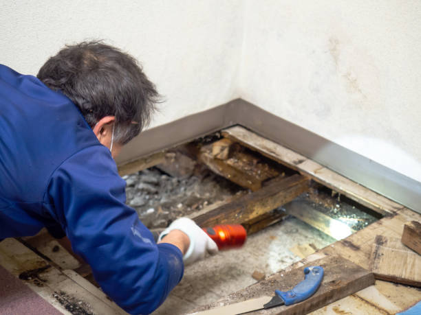 Best Mold Removal Near Me  in Chino Hills, CA