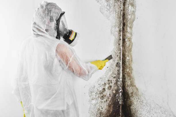 Best Residential Mold Removal  in Chino Hills, CA
