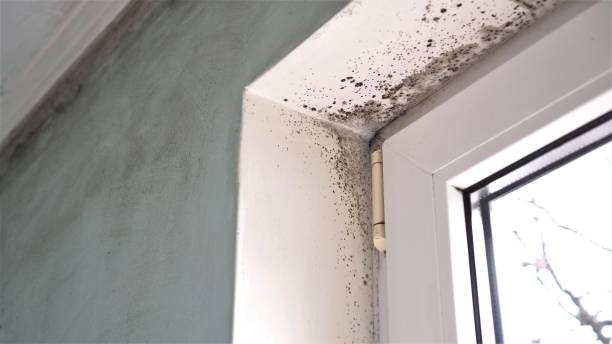 Trusted Chino Hills, CA Mold Removal Experts