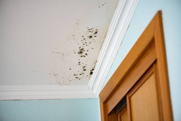 Best Mold Removal and Inspection  in Chino Hills, CA