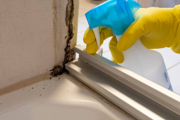 Best Commercial Mold Removal  in Chino Hills, CA