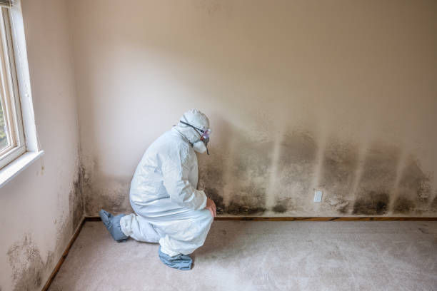 Best Attic Mold Removal  in Chino Hills, CA