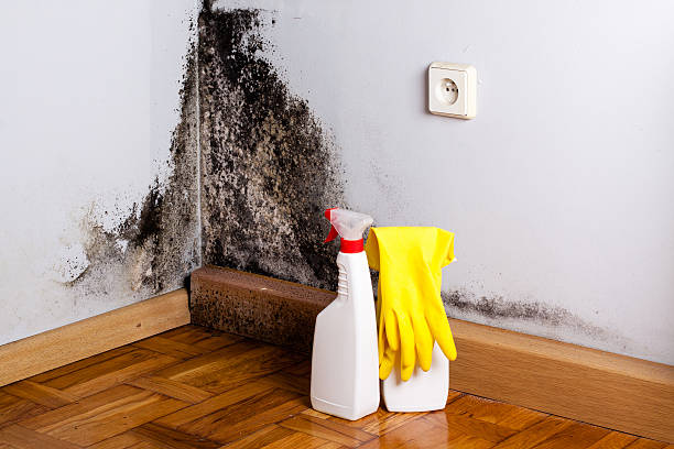 Best Mold Testing  in Chino Hills, CA