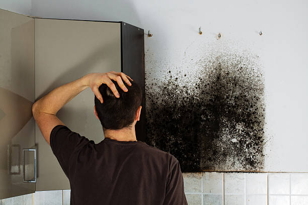 Best Mold Removal Company Near Me  in Chino Hills, CA