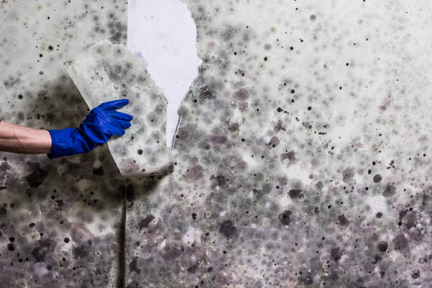 Mold Testing and Removal in Chino Hills, CA