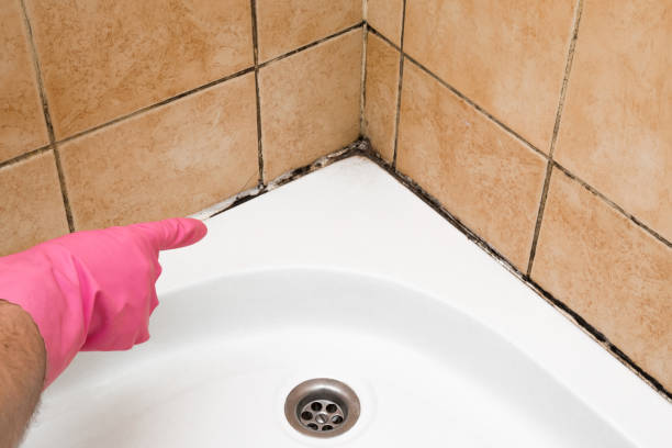 Best Fast Mold Removal  in Chino Hills, CA