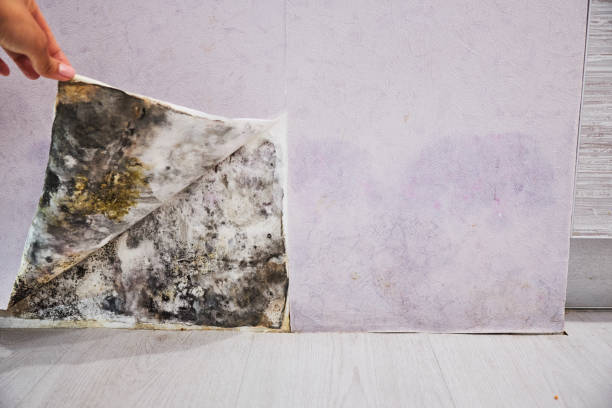 Best Certified Mold Removal  in Chino Hills, CA